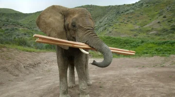 Iedere-Dag-Beter in de bouw is als een olifant eten