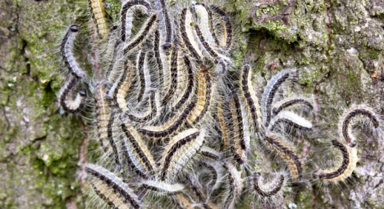 Hoe bouw je negen nestkastjes?